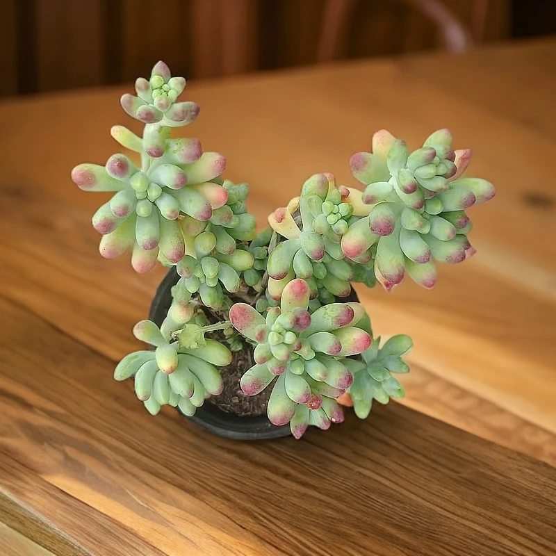 乙女心满9.9元包邮 多肉植物 直播间展示为准