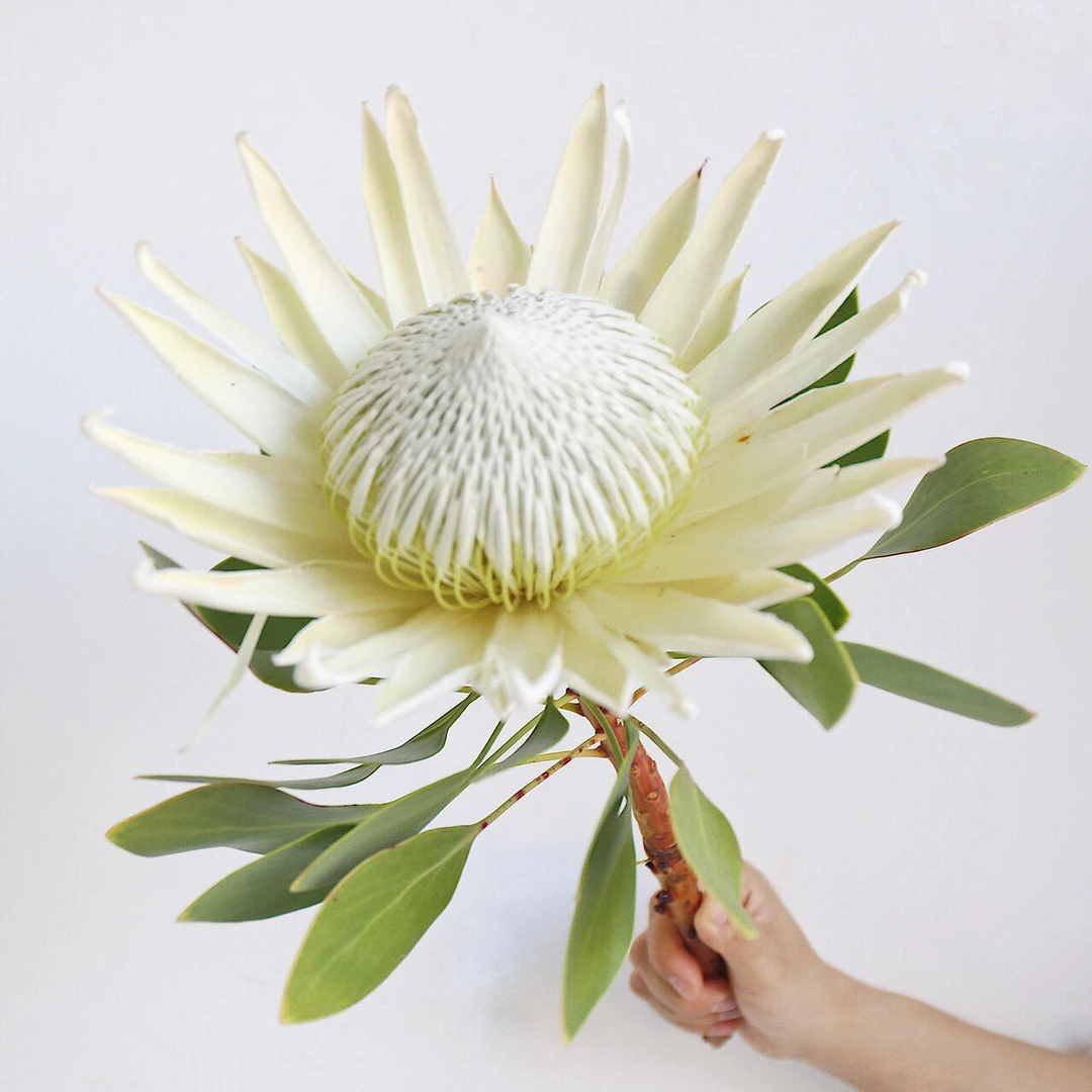 【顺丰包邮】严选南非进口帝王花 白色 超长花期 可做干花存放久