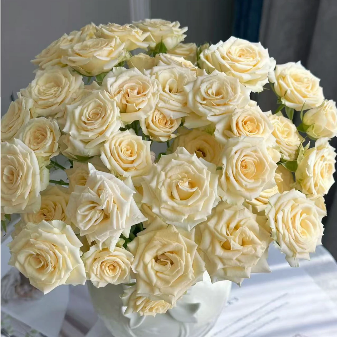 （牛牛甄选）AA级翠妮缇多头玫瑰 云南基地现采现发 一单也包邮