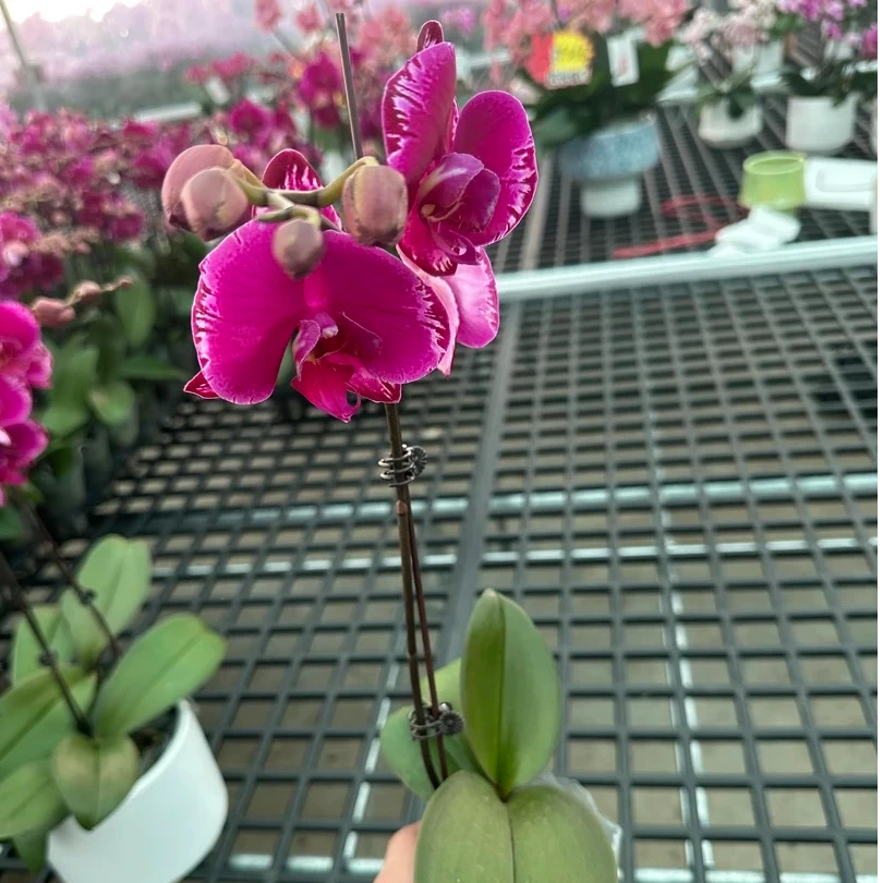 【双星光芒】 蝴蝶兰带花带花苞