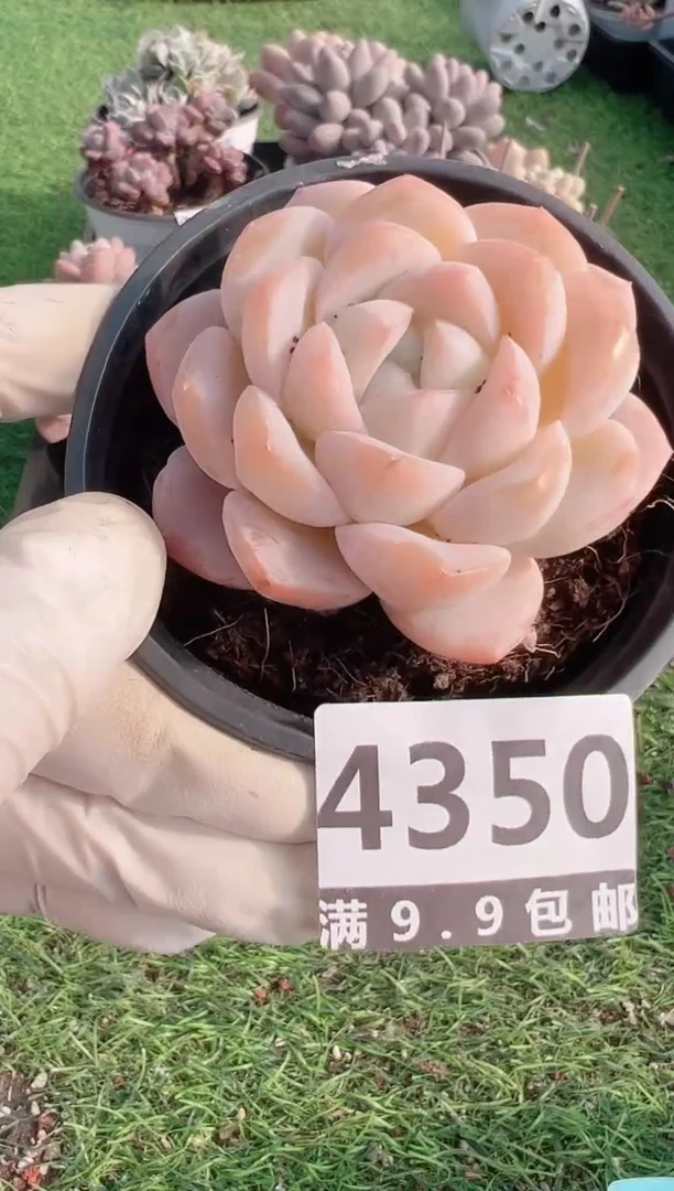 【闪购商品】信福多肉一物一拍