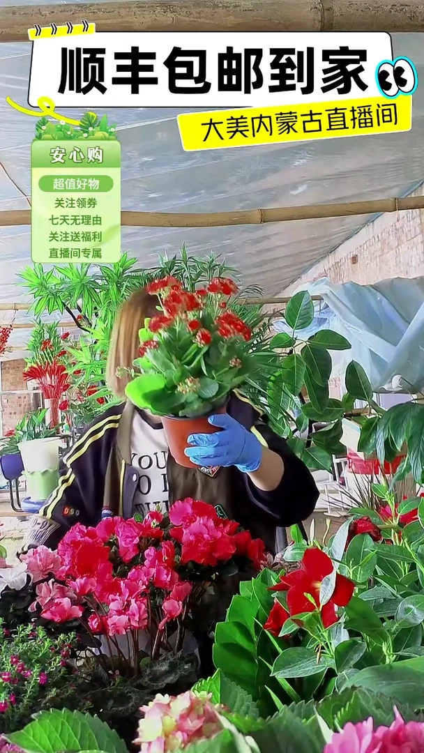 完全开放红色大盆长寿