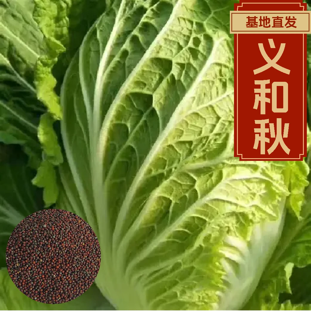 【白菜种子】各种大白菜种子秋播种子冬储种子专用