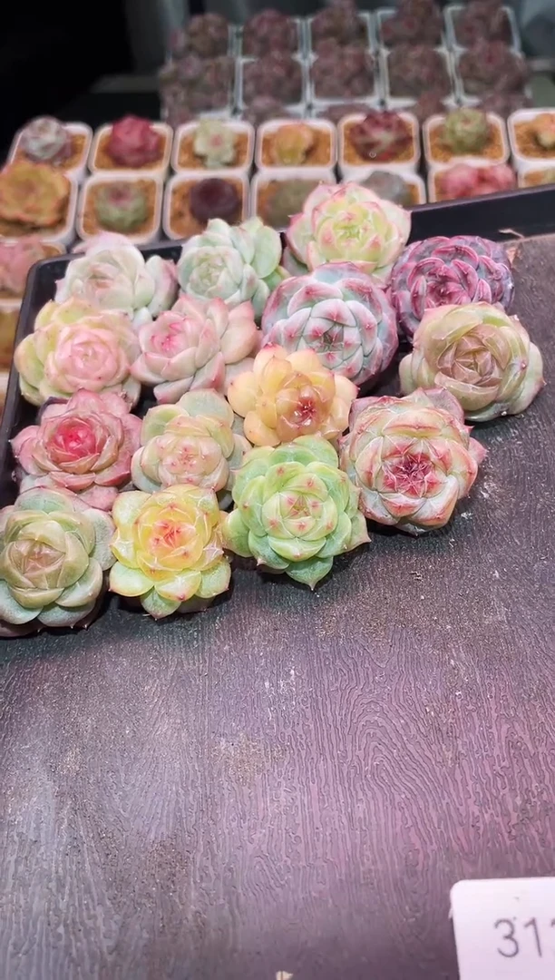 闪购3122 模特混发多肉一颗 3.5-4厘米