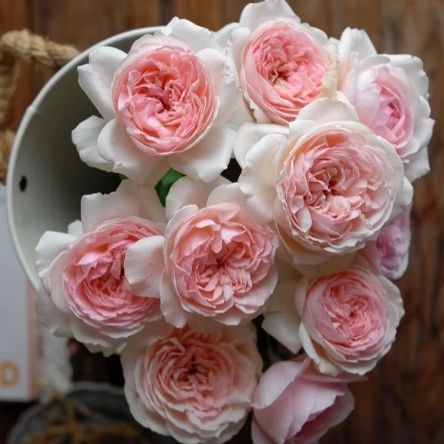 應花园裸根修剪发货 镜花 今井清浓香大花 抗病 勤花 多季开灌木