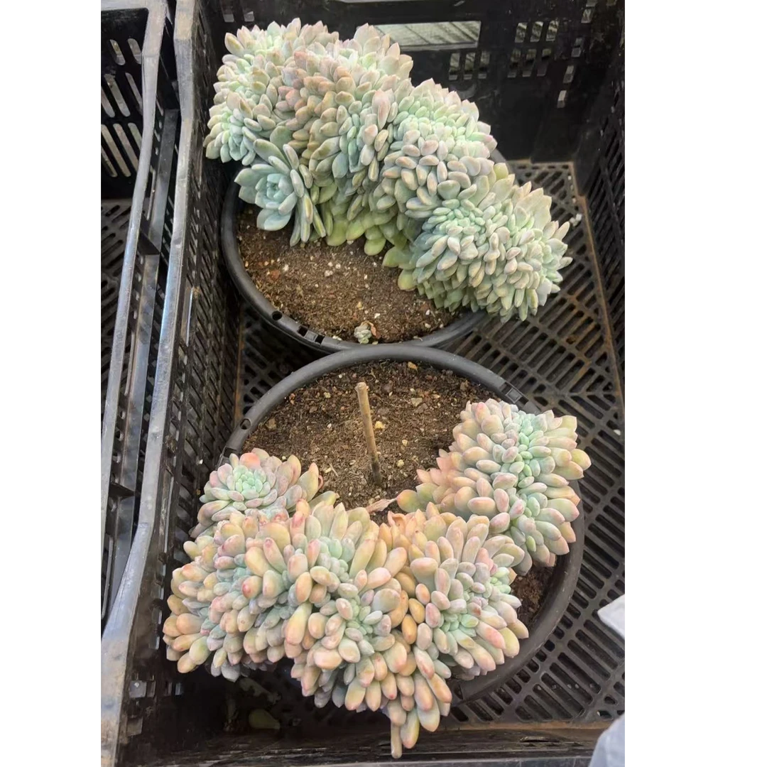 植迷园艺多肉植物10月30日冰橙树缀