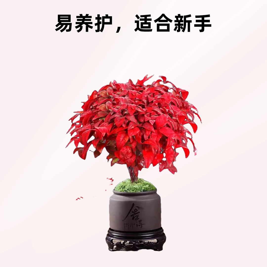 开业大吉火焰南天竹盆栽耐寒红叶绿植室内盆栽植物水培植物盆景