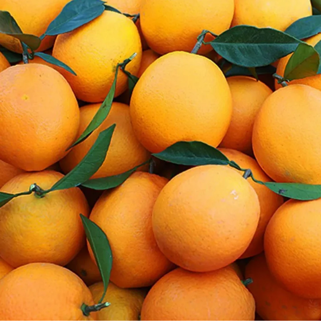 重庆脐橙 正宗当季新鲜水果