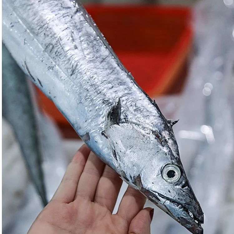 渤海湾刀鱼-1-3斤以上(现称现改价鲜活)顺丰包邮带鱼