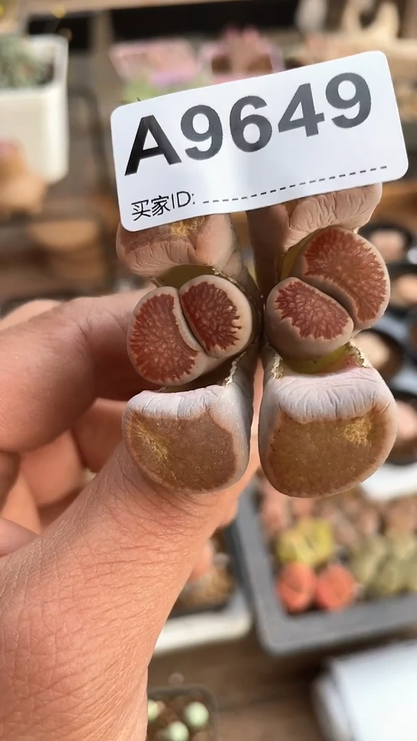 【闪购商品】9649直播一物一拍