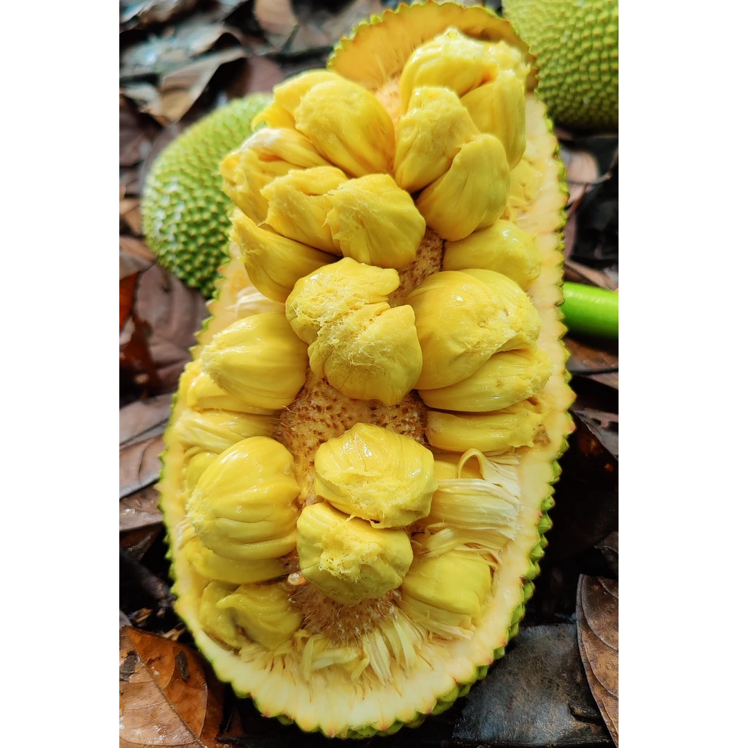 海南榴莲蜜热带水果产地直发软糯香甜孕妇水果新鲜采摘顺丰包邮1