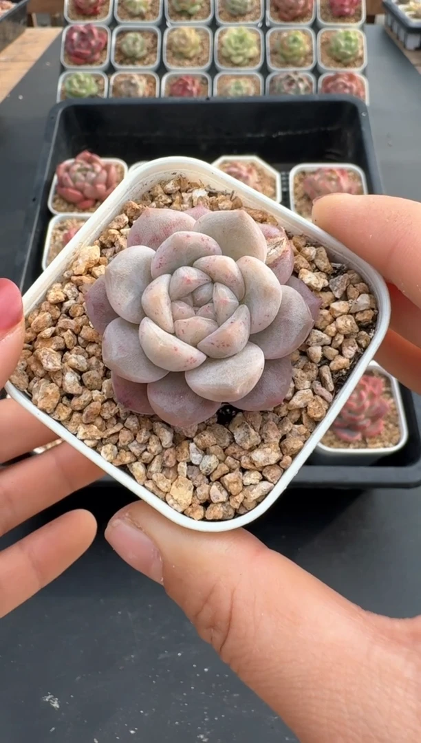 【闪购商品】542C物拍多肉带盆土6.5杯拍3颗包柚