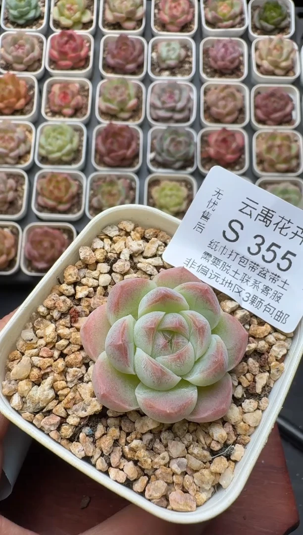 355S带盆土发 当场拍3颗以上包柚 多肉植物 一物一拍