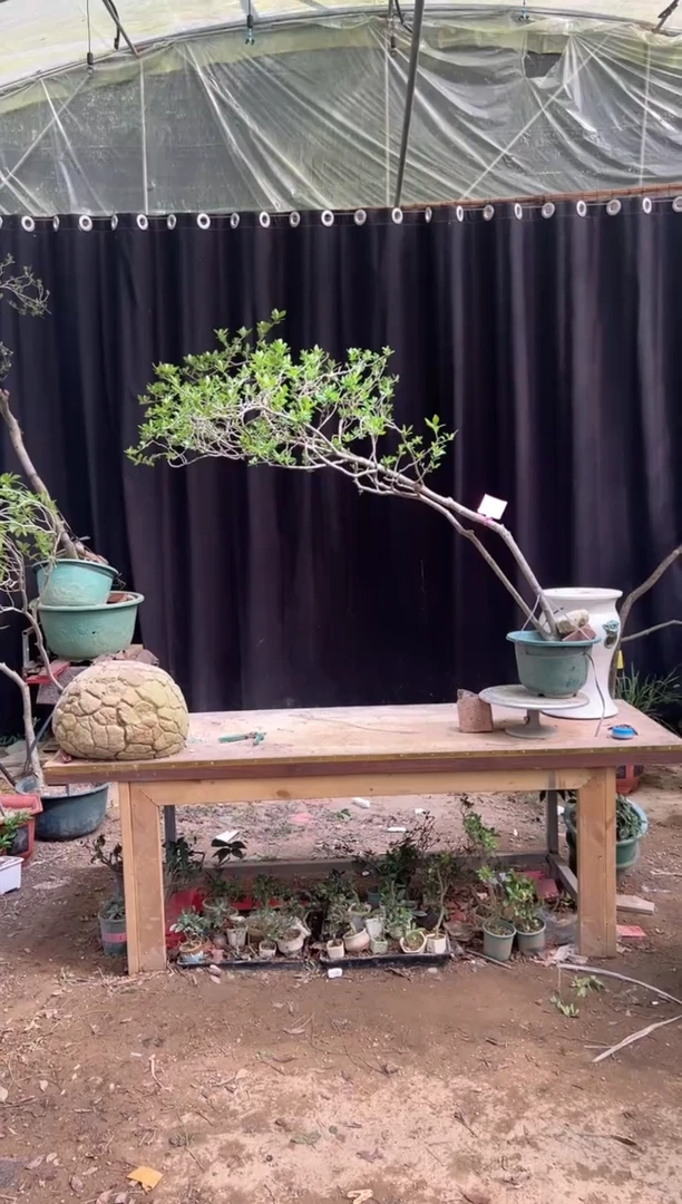 当前无花朵，栽培后可花朵森*人海岛栀子花