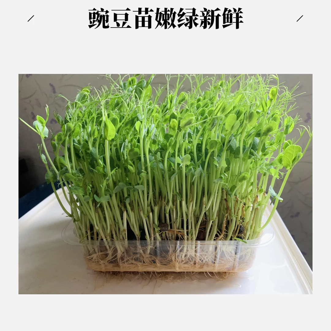 豌豆苗1盒，可剪掉重复吃新鲜