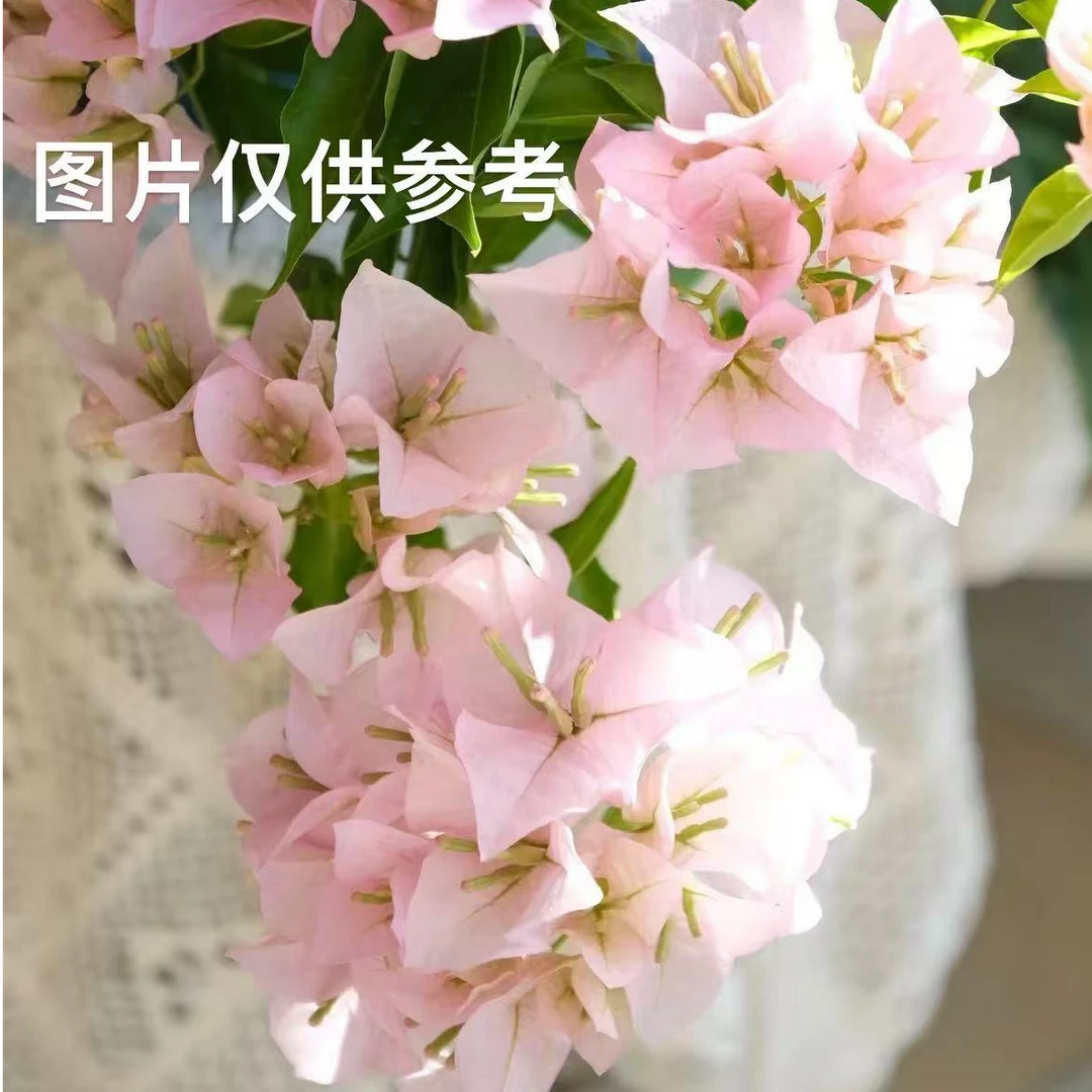 【粉天使】三角梅四季开花爬藤飘枝好养护【无售后】
