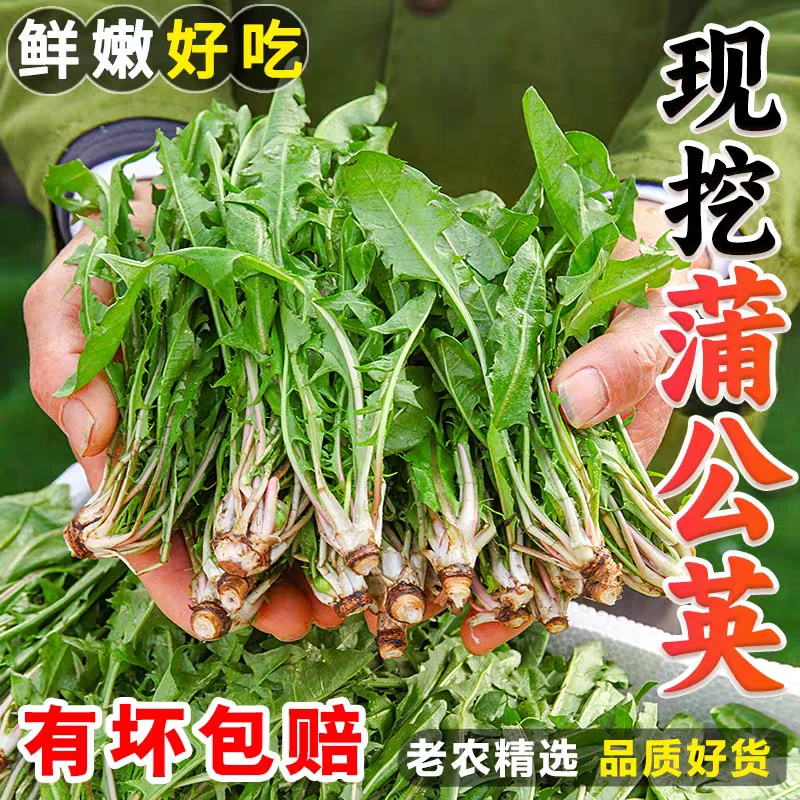 新鲜蒲公英菜婆婆丁菜应当季斤新鲜苦菜西红柿苦农家整箱