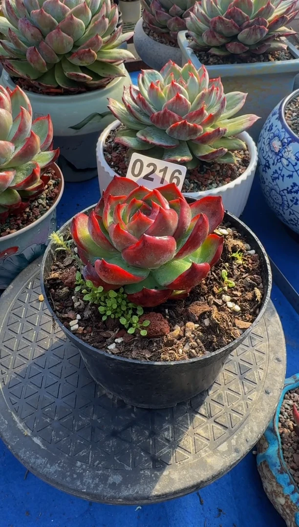 【闪购商品】0216惊鸿仙子（裸根发货）