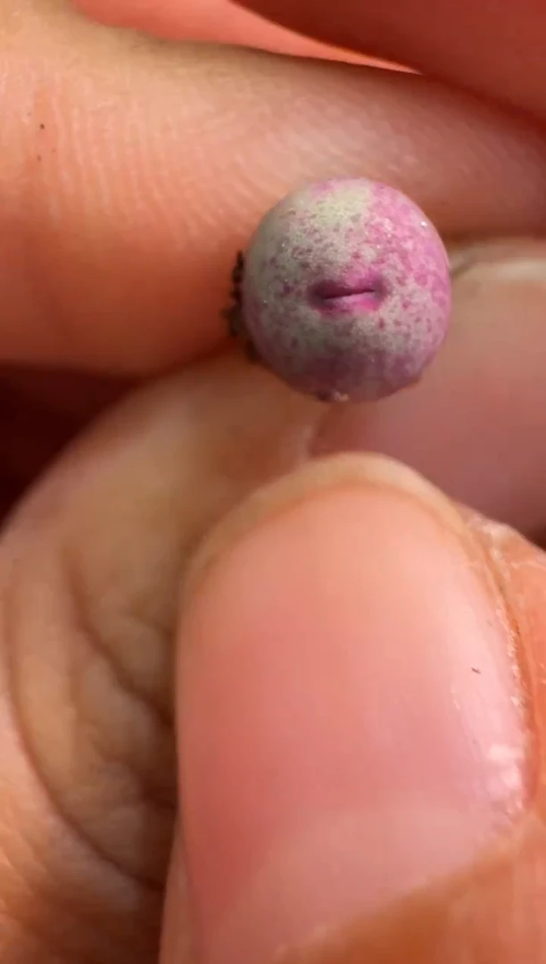 7-175多肉植物肉锥