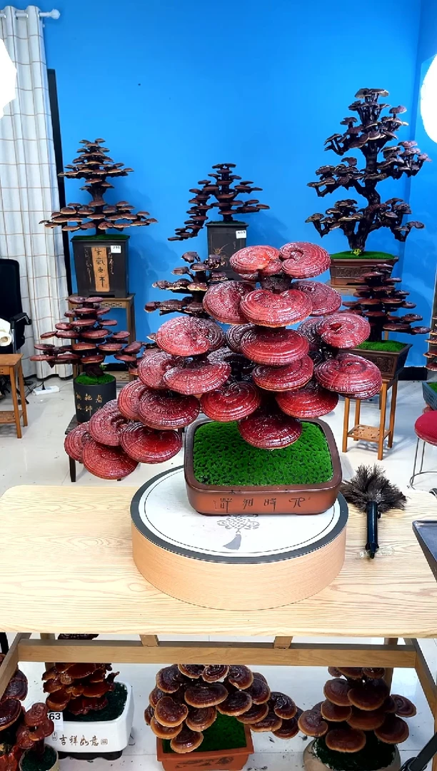 灵芝盆景8888888