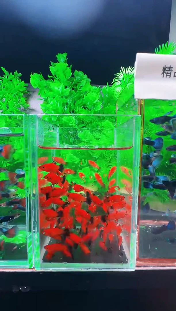 不分公母2厘米淡水黑尾猫鱼苗 15条送10条备损
