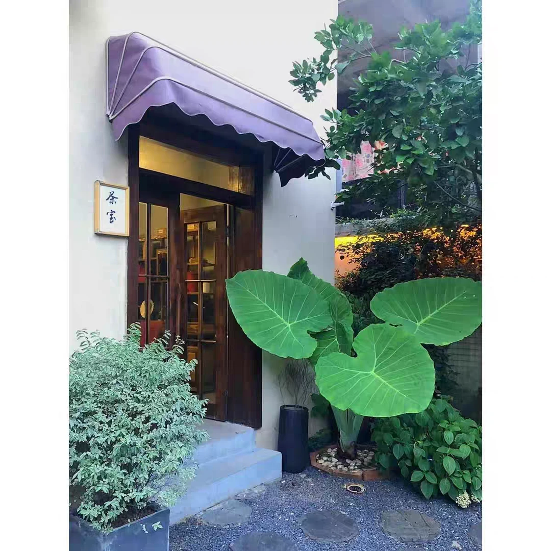 巨型象耳芋大叶观叶绿植网红象耳芋室内室外造景盆栽地栽绿植庭院