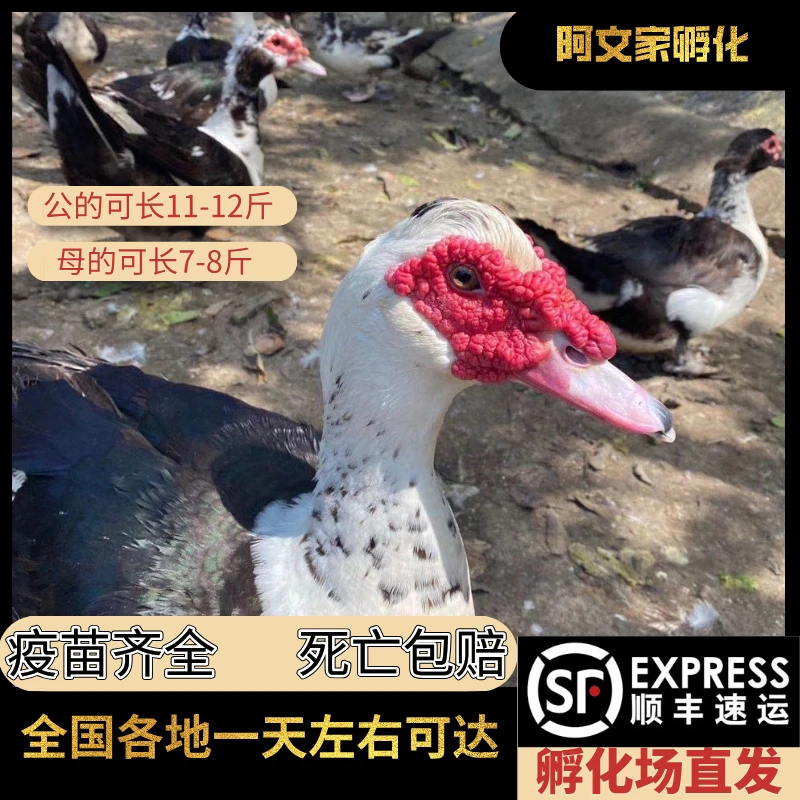 【正品大种黑白番鸭】宠物鸭红头鸭红脸鸭洋鸭剑鸭藤子旱鸭顺丰包邮