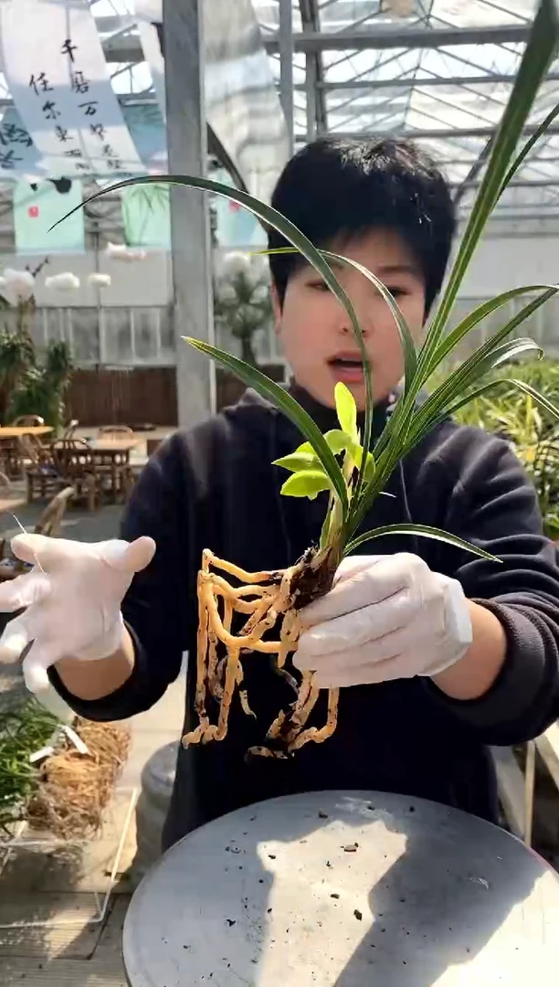 【闪购商品】老月佩沁古堂