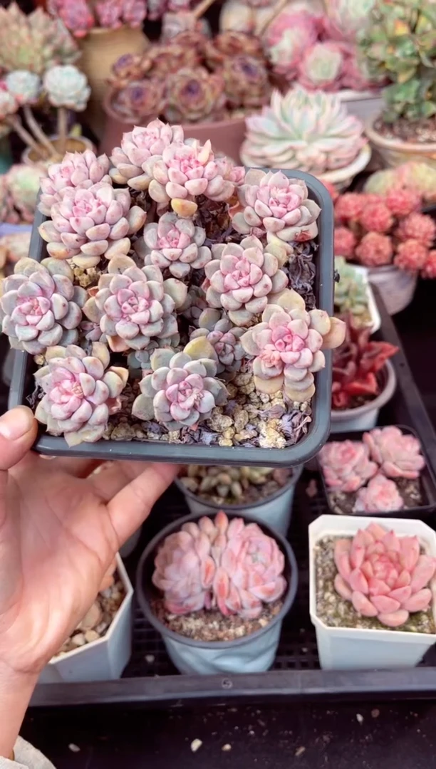 【闪购商品】5560群生粉布偶多肉