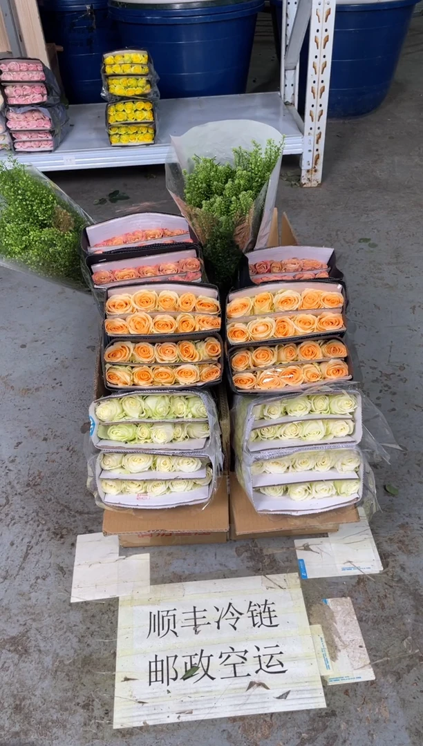 白雪山20枝+香槟20枝+卡布20枝+绿桔梗400克+绿林草