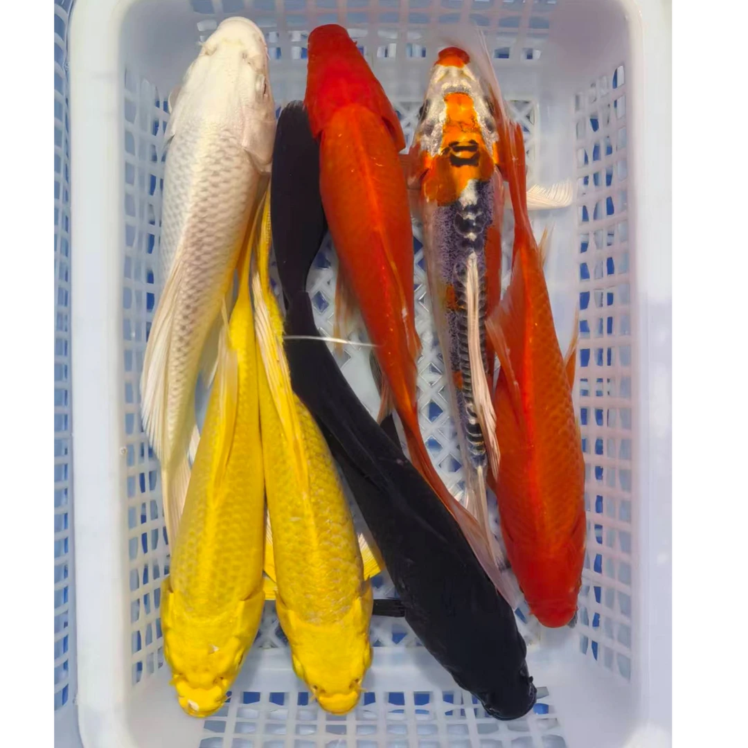 【10- 13cm七星高照】冷水淡水观赏鱼锦鲤草金耐活 好养渔场