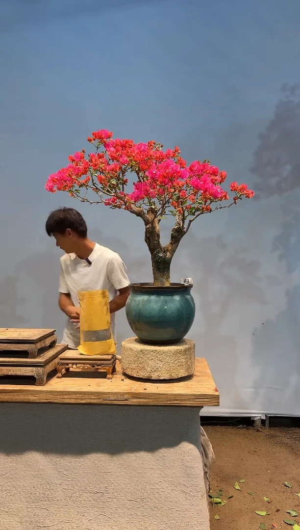 无花朵aa三角梅专场一物一拍03