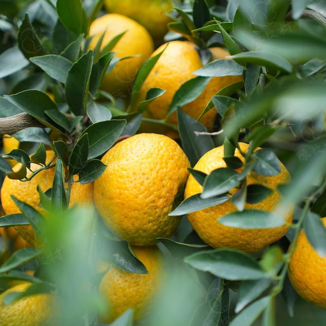 【9年老树龄】2025年西甲（陈屋围）大红皮 二红皮 500g