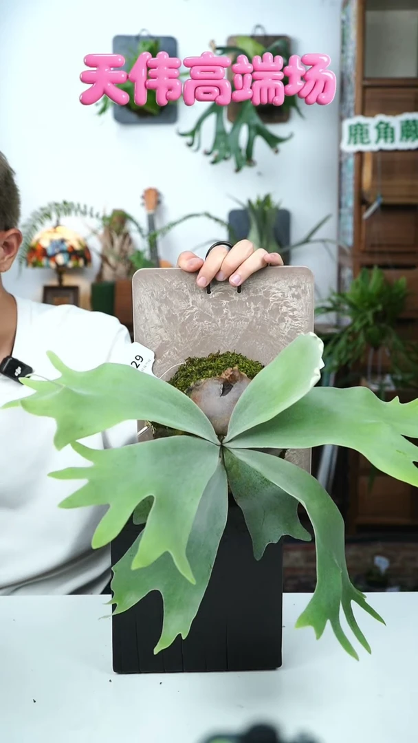 不开花植物A629-飞马，grinffin混播