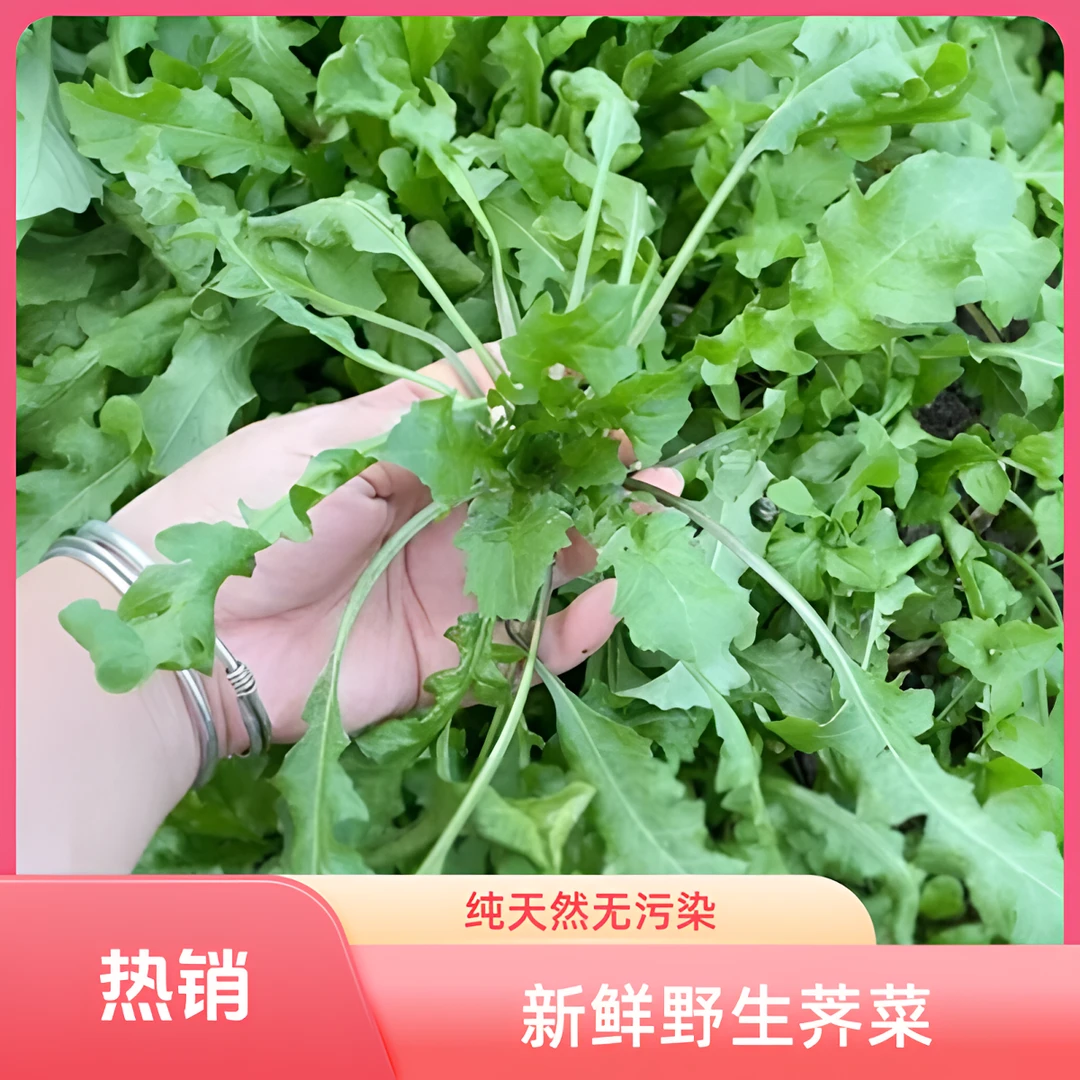 【朱湖兵哥】野生芥菜地菜包饺子必备菜