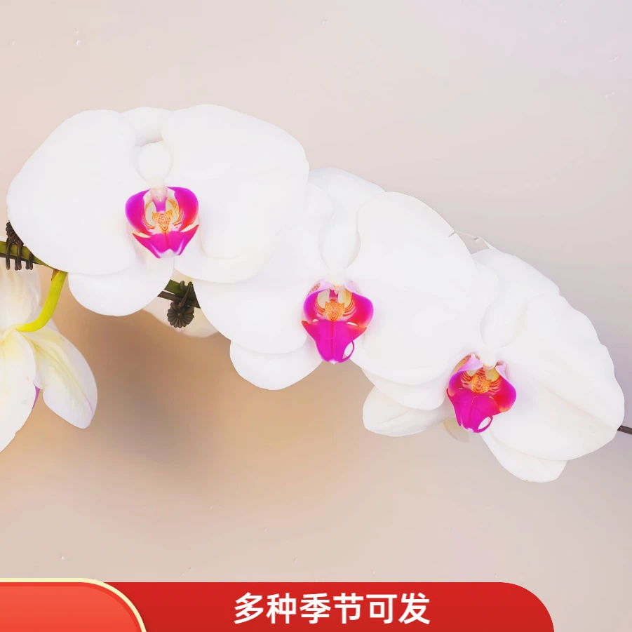 《明兰花卉》蝴蝶兰（白花红心）带花带花苞开花珠发货