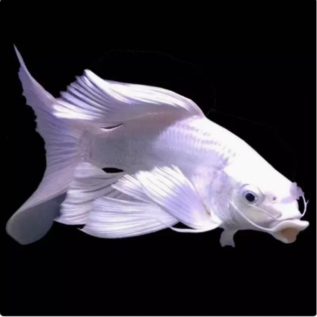 纯种台系蝴蝶鲤贵妃体白普身观赏鱼精品养殖发货活体养鱼耐活混养