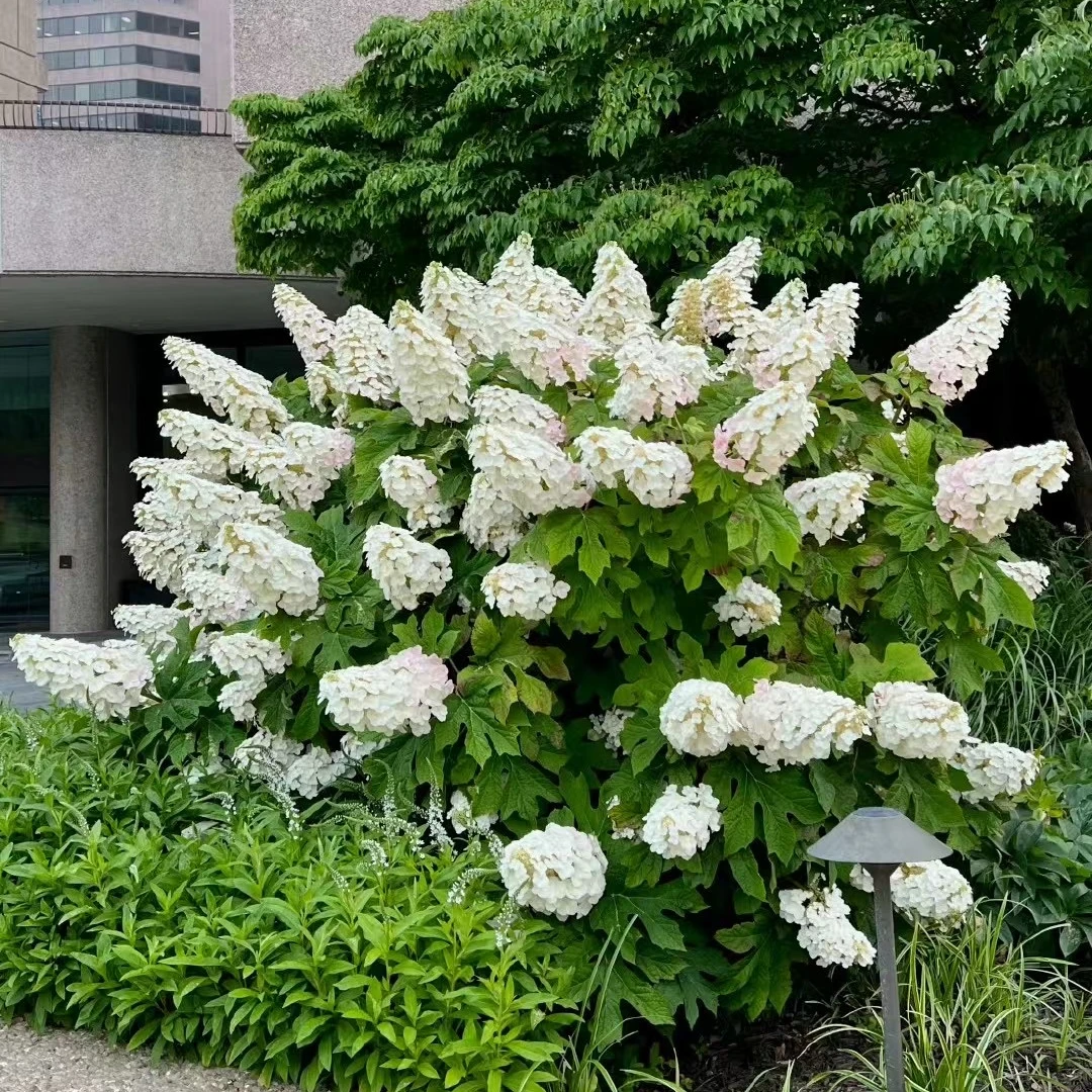 浪漫绽放丨栎叶绣球-“冰雪皇后”-梦幻花海中的温柔低语-春日限定