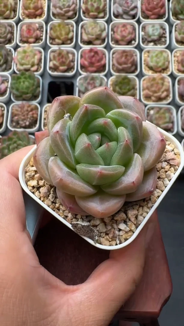 759S带盆土发 当场拍3颗以上包柚 多肉植物 一物一拍