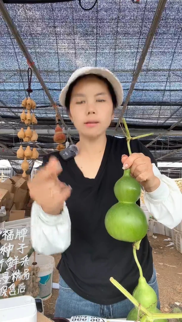 963天然葫芦摆件 一物一拍龙头不保售后