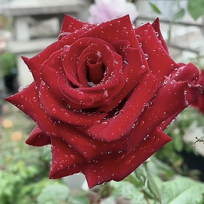 【红巴克】玫瑰花树苗老桩当年开花大花浓香月季老根花卉绿植盆栽