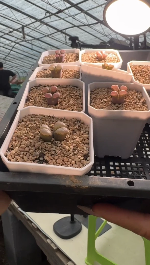 30-29多肉植物肉锥风铃一颗