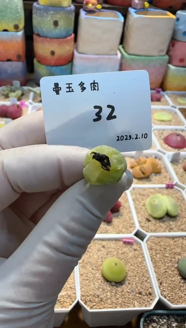 【闪购商品】25.2.10-32