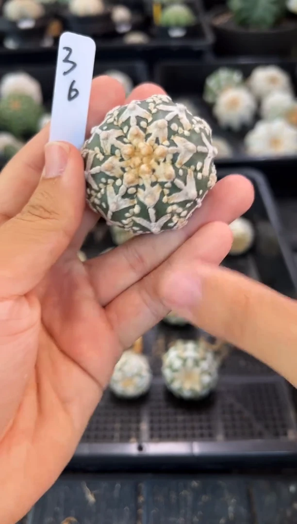 带生长纹实生根星兜仙人球编码36