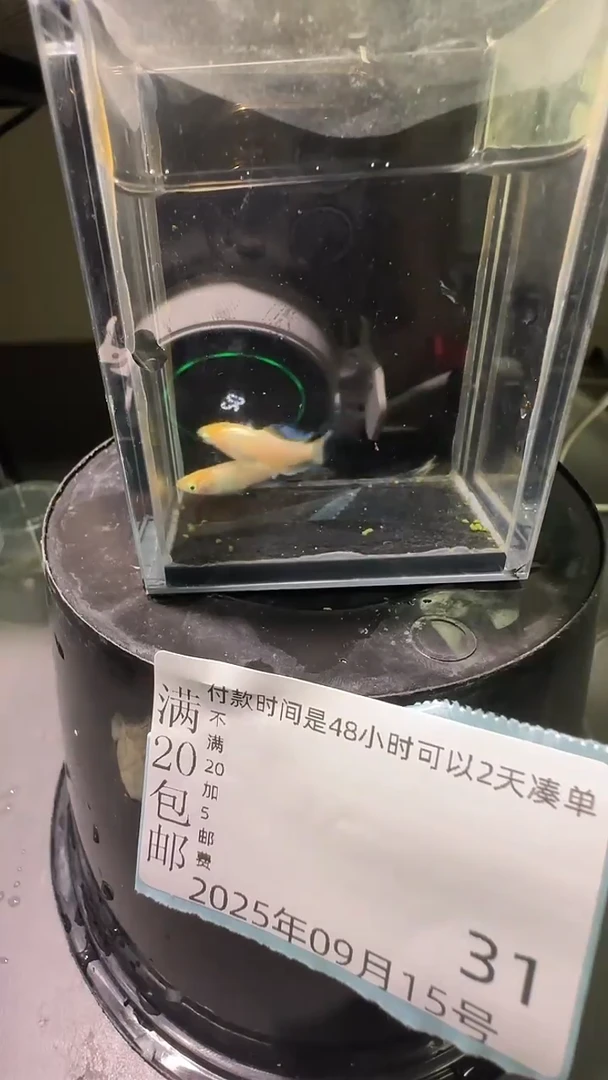 青鳉鱼观背青鳉观背青鳉31