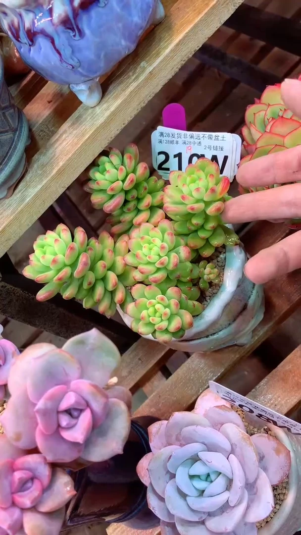 210W 香格里拉 （一物一拍实付满28发货，默认不带盆土）