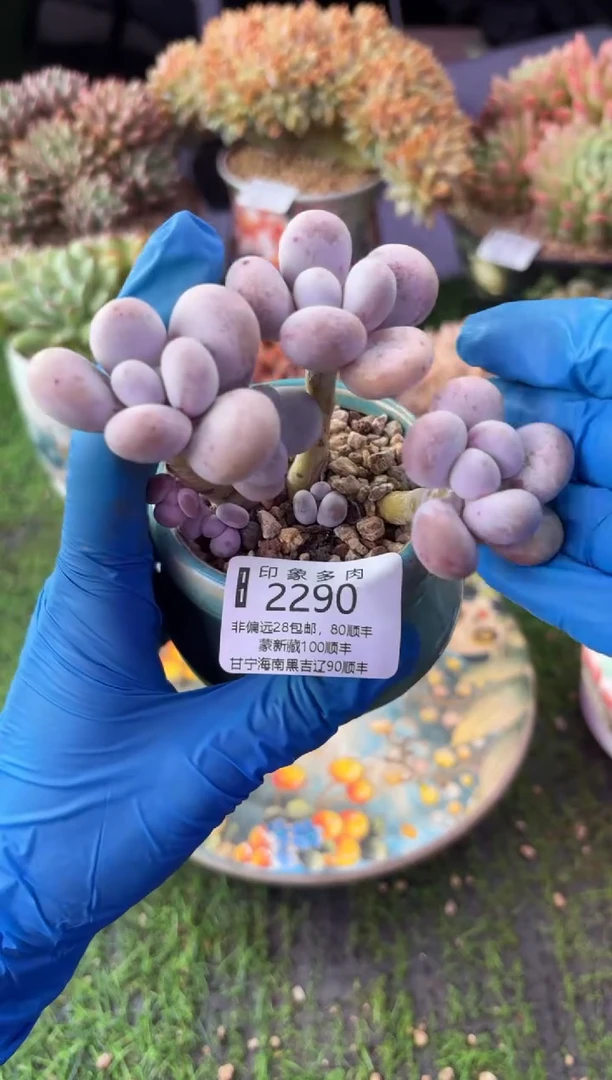 昆明印象多肉2290