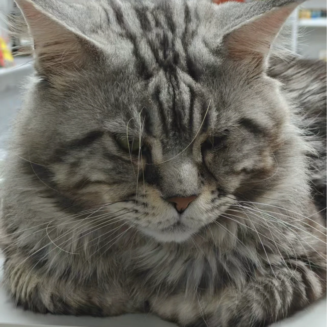 甄选清仓猫咪宠物零食福利专用链接
