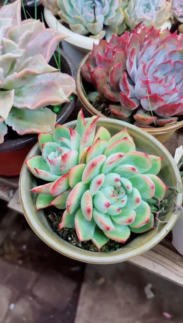 喜****人08003多肉植物一物一拍