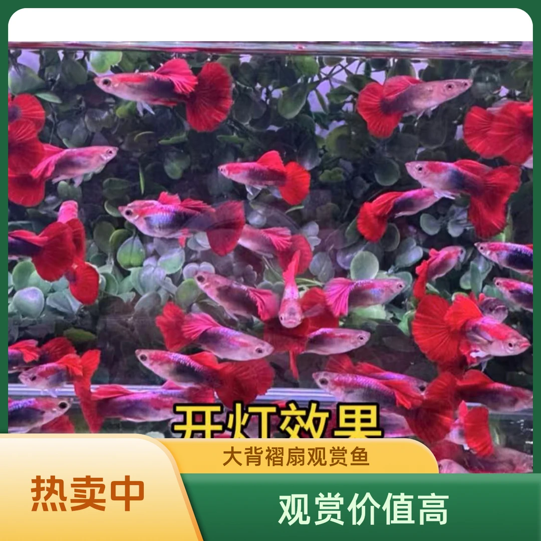 孔雀鱼大背褶扇热带淡水鱼 纯种易繁殖大背扇皮实好养粗腰扇子尾